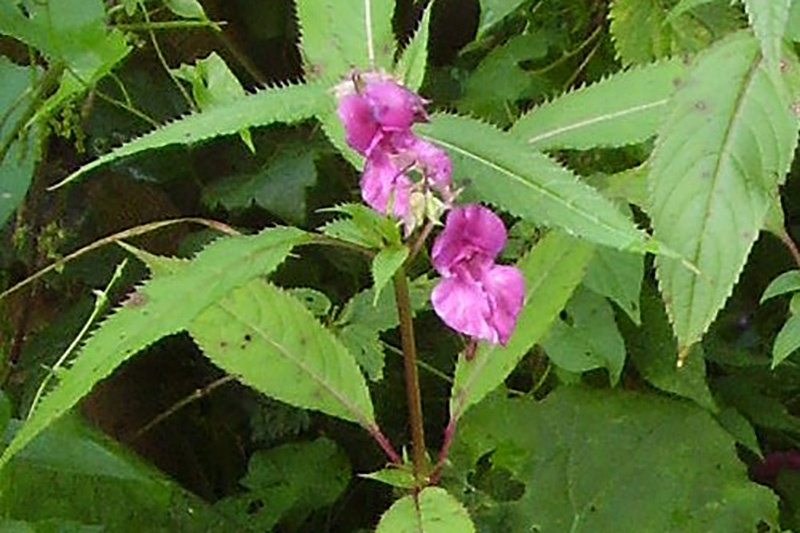 Bach-Blüte Impatien (Drüsentreibendes Springkraut)  - Zeitblüte