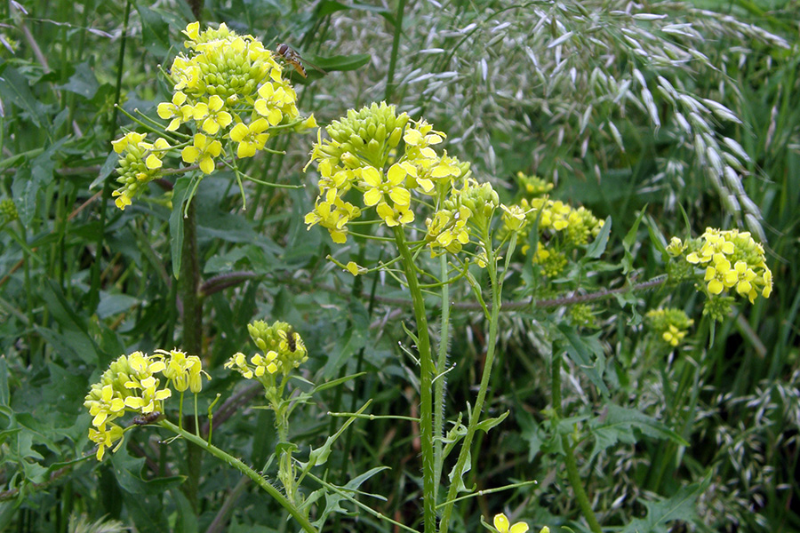 Bach-Blüte Mustard (Ackersenf) –  Lichtblüte