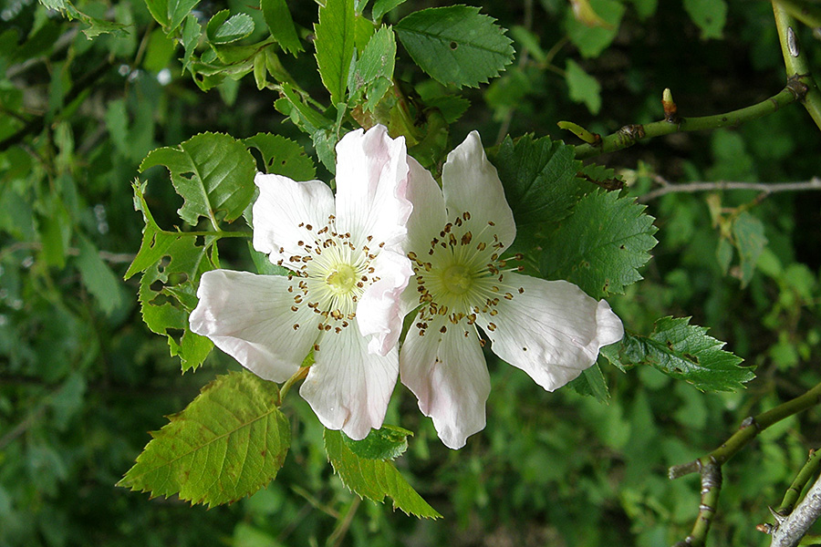 Bach-Blüte Wild Rose (Heckenrose)